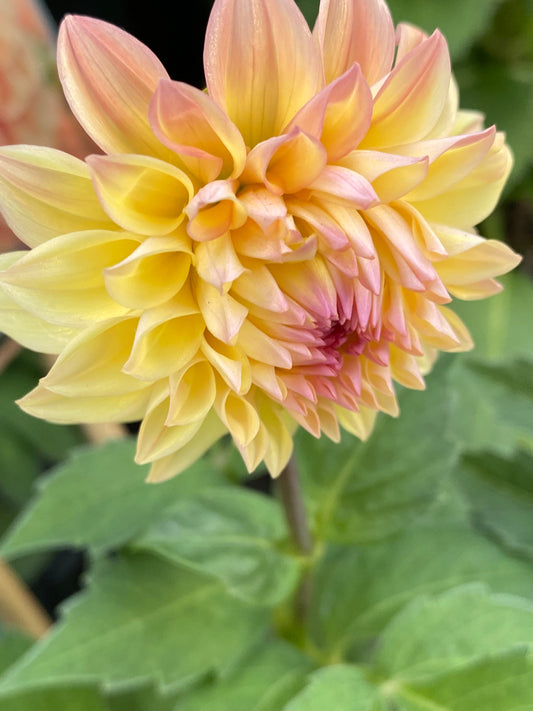 Eine Nahaufnahme der Weijers Dahlia 'Princess Elisabeth' Dekorative Dahlie, die ihre zartgelben Blütenblätter mit rosa Spitzen inmitten grüner Blätter zeigt - eine atemberaubende Schnittblume, die jeden Garten bereichert.