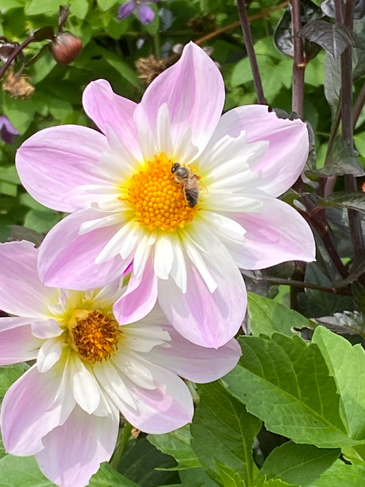 Eine Biene sammelt Nektar von einer Weijers Dahlie 'Teesbroke Audrey' Halskrausen Dahlie, mit gelber Mitte, lilafarbenen Blütenblättern mit weißem Rand, umgeben von grünem Laub und einer weiteren ähnlichen Blüte im Hintergrund.