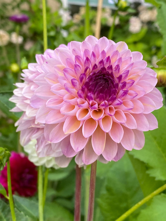 Eine Nahaufnahme der Weijers' Dahlie 'Wine Eyed Jill' Dekorative Dahlie zeigt lachsrosa, geschichtete Blütenblätter mit violetter Mitte, eingebettet in grüne Blätter und sanft verschwommene Blüten im Hintergrund.