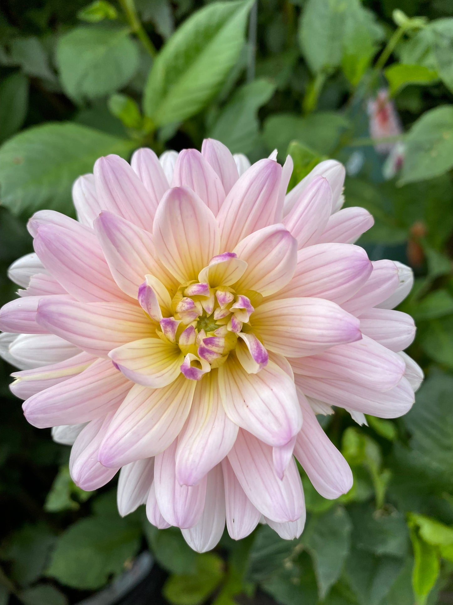 Eine Nahaufnahme von Weijers' Dahlia 'Diana's Memory' Seerosen Dahlie hebt die zartrosa Blütenblätter mit gelben und violetten Akzenten in der Mitte hervor, die von grünen Blättern umrahmt werden - ideal als charmante Schnittblume.