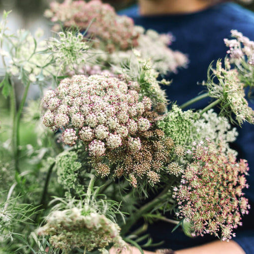 Nahaufnahme einer Person mit einem Strauß Jora Dahl – Daucus carota ‘Dara’ (Wilde Möhre) mit zarten weißen und rosa Blüten und spitzengrünem Laub. Die Person trägt ein dunkelblaues Oberteil.