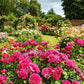 Inspiriert von "Gärtnern wie Gott in England" des Callwey Verlags, zeigt dieser Rosengarten blühende rosa, orange und gelbe Rosen zwischen grünen Sträuchern und Bäumen unter einem teilweise bewölkten Himmel, alles innerhalb eleganter Backsteinmauern.