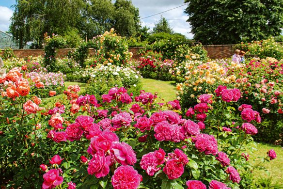 Inspiriert von "Gärtnern wie Gott in England" des Callwey Verlags, zeigt dieser Rosengarten blühende rosa, orange und gelbe Rosen zwischen grünen Sträuchern und Bäumen unter einem teilweise bewölkten Himmel, alles innerhalb eleganter Backsteinmauern.