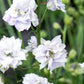 Jora Dahl | Delphinium consolida 'Fancy Smokey Eyes' (Rittersporn) hat blasslavendelfarbene, gekräuselte Blüten auf hohen grünen Stielen - ideal als Schnittblumen und leicht aus Samen zu ziehen, perfekt für elegante Gartenausstellungen.