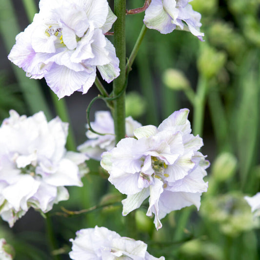 Jora Dahl | Delphinium consolida 'Fancy Smokey Eyes' (Rittersporn) hat blasslavendelfarbene, gekräuselte Blüten auf hohen grünen Stielen - ideal als Schnittblumen und leicht aus Samen zu ziehen, perfekt für elegante Gartenausstellungen.