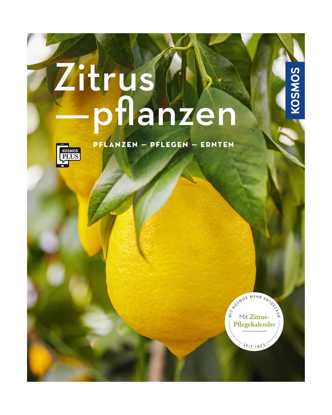 Nahaufnahme von reifen gelben Zitronen an einem Zitrusbaum mit grünen Blättern. Das Buchcover zeigt "Zitruspflanzen | Gestalten, pflanzen & ernten" aus dem Kosmos Verlag - ideal für Fans von mediterranen Kübelpflanzen.