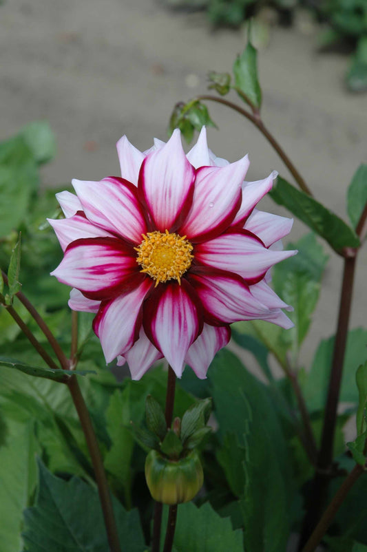 Die dekorative Dahlie 'Edge of Joy' von Weijers beeindruckt im Garten mit weißen, purpur umrandeten Blüten, leuchtend gelber Mitte und grünen Blättern - eine insektenfreundliche Schönheit voller natürlichem Charme.