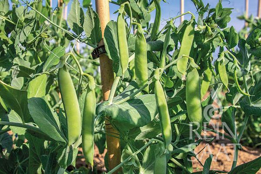 Mehrere grüne Schoten der ReinSaat-Schalerbse „Kleine Rheinländerin“ von Reinsaat wachsen auf gesunden Erbsenpflanzen, gestützt von Bambusstäben in einem sonnenbeschienenen Garten – eine frostharte Sorte, die sich ideal für die frühe Aussaat eignet.