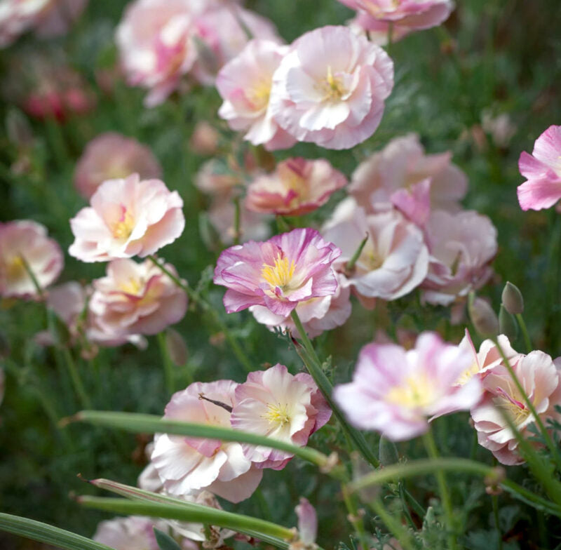Jora Dahls Eschscholzia californica 'Thai Silk Appleblossom' (Goldmohn) zeigt rosa und weiße becherförmige Blüten mit gelben Zentren, die sich wunderbar mit trockenheitstoleranten einjährigen Pflanzen kombinieren lassen, um einen weichen, zarten Gartenlook zu schaffen.