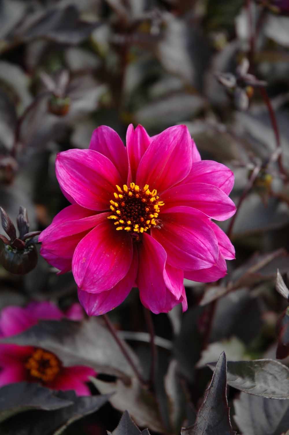 Die Dahlia 'Excentrique' Dekorative Dahlie von Weijers setzt mit ihren leuchtend magentafarbenen Blüten mit gelben Staubgefäßen und dem dunkelgrün-lila Laub einen insektenfreundlichen Akzent in Ihrem Garten.