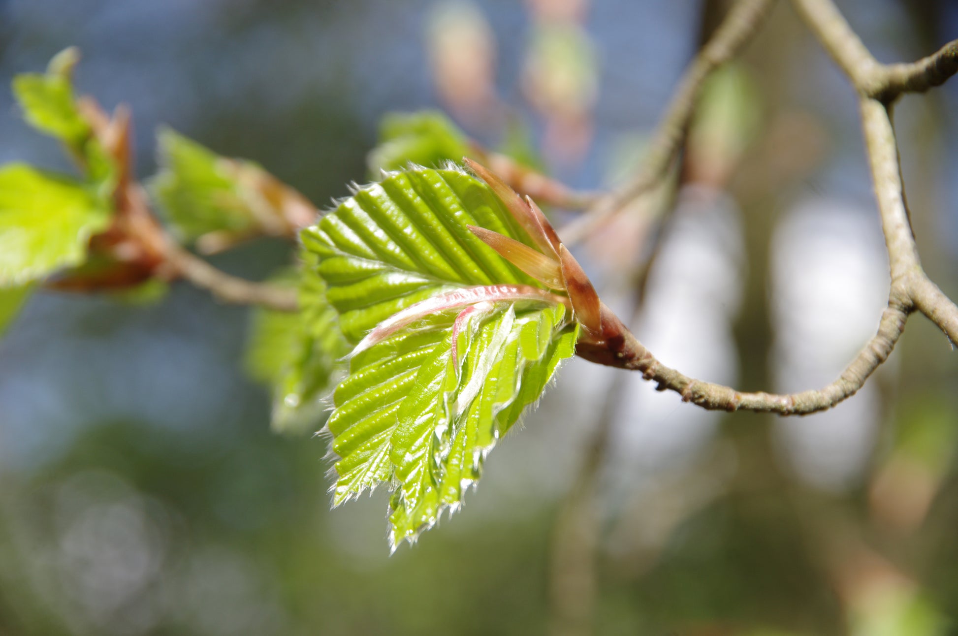 Ein leuchtend grünes Blatt fängt das Sonnenlicht ein und symbolisiert die Erneuerung des Frühlings - die perfekte Inspiration für Sa. 14.03.2026 | 11.00-12.30 GARTENTALK: Gedanken zum Gärtnern im Frühling in der Königlichen Gartenakademie mit Top-Experten!.