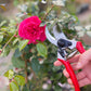 Eine Hand mit einer rotstieligen Felco 2 Einhand-Baum-,Reb-,Gartenschere (Größe L, 25mm) von Felco schneidet einen Stiel in der Nähe einer blühenden rosa Rose an einem grünen, belaubten Busch.