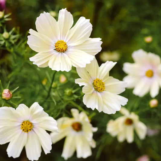 Jora Dahl - Cosmos bipinnatus 'Xanthos' (Kosmee): Hellgelbe Blüten mit creme-gelben Blüten und gelben Zentren blühen inmitten von grünem Laub und bilden mehrere Blüten - perfekt als einjährige Schnittblumen von Jora Dahl.