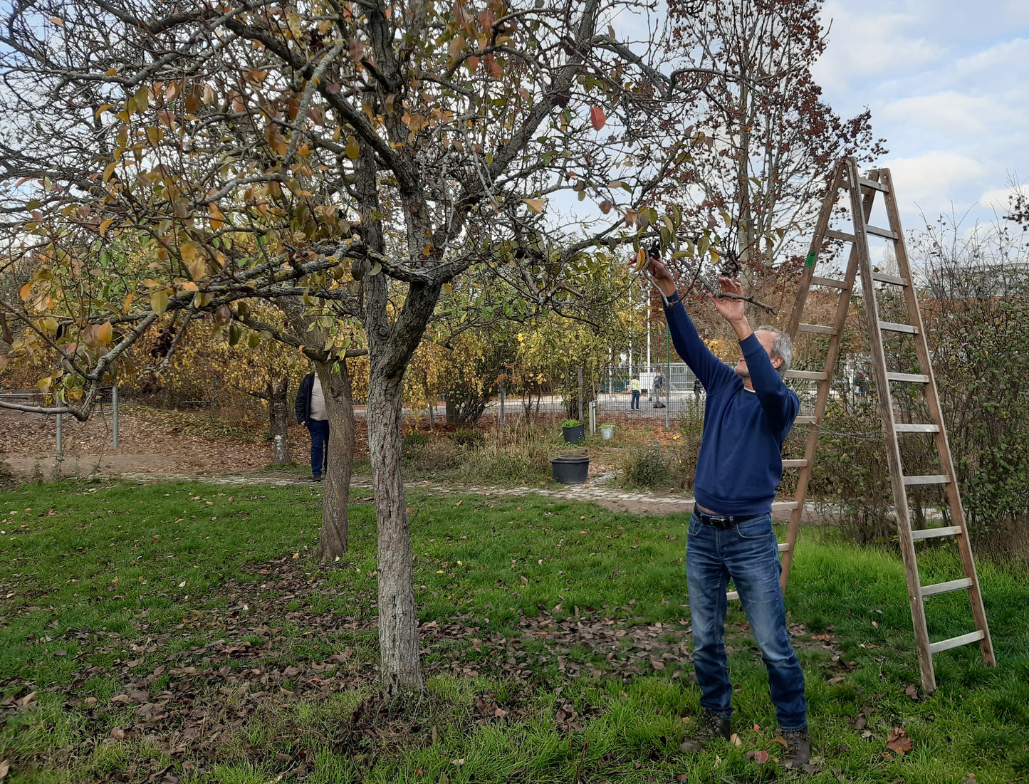 Im Rahmen der Veranstaltung "Mi. 14.01.2026 | 09.30-16.30 Uhr TAGESKURS Schnitt von Obstbäumen und Sträuchern - NEU" von Dr. Friedrich-Karl Schembecker schneiden die Teilnehmerinnen und Teilnehmer im Herbst Apfelbäume, umgeben von buntem Laub und unter fachkundiger Anleitung zum Obstbaumschnitt.