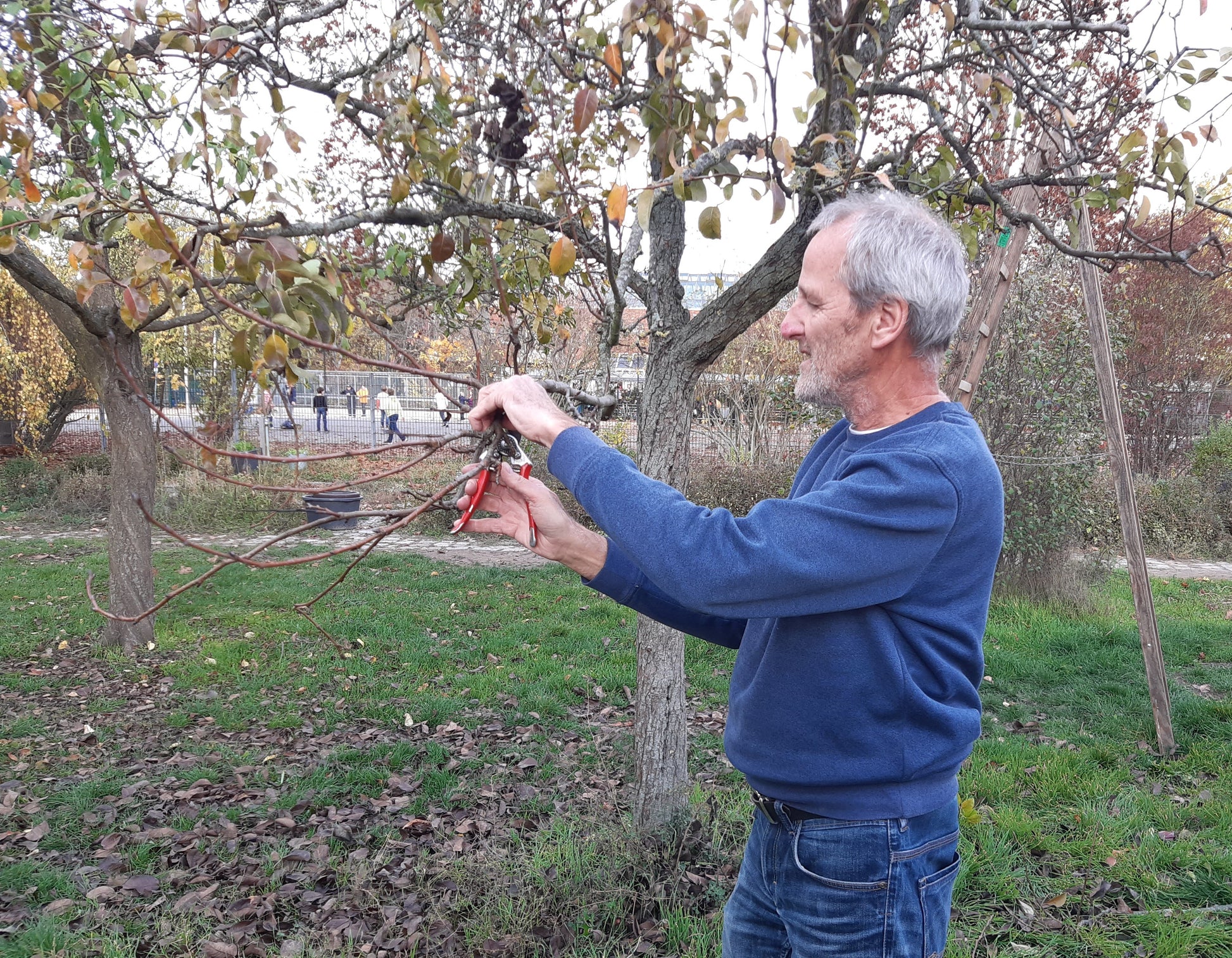 Ein Mann schneidet im Herbst mit einer Baumschere Äste an einem Baum, der im Rahmen des "Mi. 14.01.2026 | 09.30-16.30 TAGESKURS Schnitt von Obstbäumen und Sträuchern - NEU" von Dr. Friedrich-Karl Schembecker in einem Park oder Garten mit gefallenen Blättern um ihn herum.