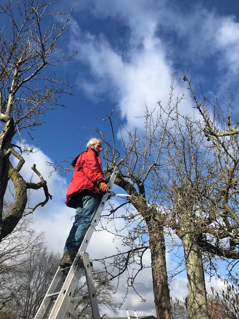 Unter strahlend blauem Himmel beschneidet ein älterer Mann in Rot blattlose Äste. Er beherrscht den Obstbaumschnitt, wie ihn Dr. Friedrich-Karl Schembecker im Zwei-Tages-Masterkurs Obstbaumschnitt für Profis (15.01.-16.02.2026) lehrt.