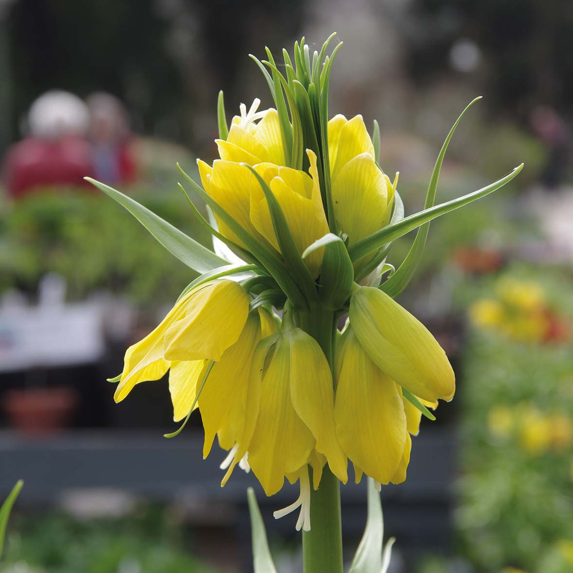 Eine Nahaufnahme von Weijers Fritillaria imp. 'Lutea' Kaiserkrone mit leuchtend gelben, glockenförmigen Blüten und grünen Blättern im April-Mai, vor einem unscharfen Gartenhintergrund.