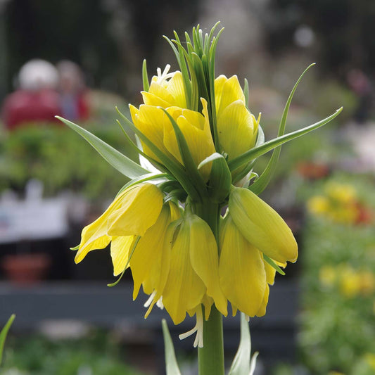 Eine Nahaufnahme von Weijers Fritillaria imp. 'Lutea' Kaiserkrone mit leuchtend gelben, glockenförmigen Blüten und grünen Blättern im April-Mai, vor einem unscharfen Gartenhintergrund.