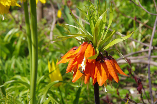 Die Weijers Fritillaria imp. 'Rubra' Kaiserkrone zeigt im Freien orangefarbene Blüten mit grünen Blättern und Stängeln; auf einer Blüte sitzt eine Biene vor einem Hintergrund aus Grün und gelben Blüten.