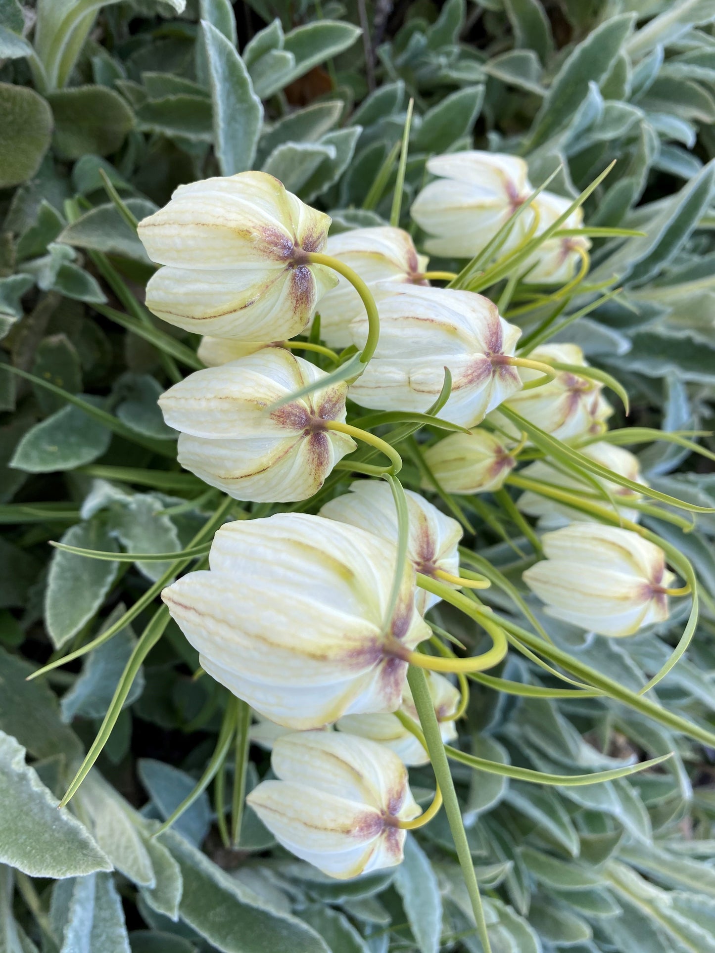 Nahaufnahme einer ungeöffneten, blassgelben Fritillaria mele. Knospen der Kaiserkrone 'Alba' von Weijers mit grünen Stielen und flaumigen Blättern. Die gerippten Knospen zeigen an der Basis einen Hauch von Violett, typisch vor der Blüte im April-Mai.