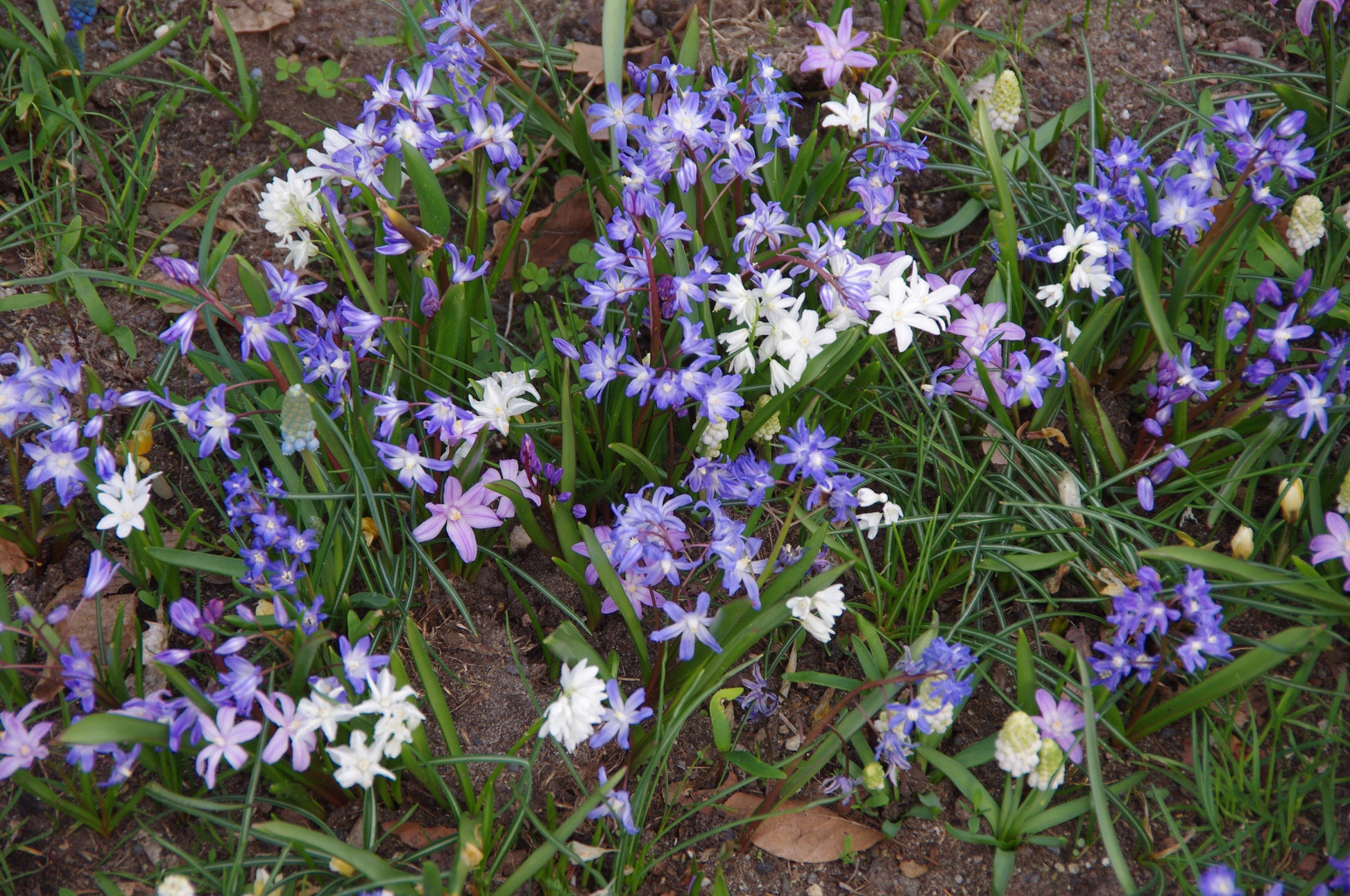 In der Königlichen Gartenakademie blühen lila, weiße und hellrosa Blumen in einem Beet - entdecken Sie solche frühen Schätze am Mi. 18.03.2026 | 16.00-17.00 Uhr ABENDLICHTFÜHRUNG "Die frühen Gartenschätze" mit Führung.