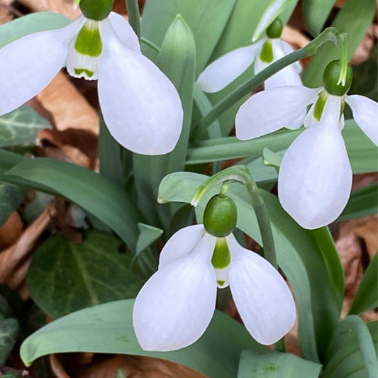 Nahaufnahme von blühenden Galanthus 'Eisbär' Elwes-Schneeglöckchen von Weijers, mit weißen Blütenblättern und grüner Zeichnung, umgeben von frischem und abgefallenem Laub - sie zeigen ihre Blütezeit im Februar und März in einer schattigen Gartenszene.