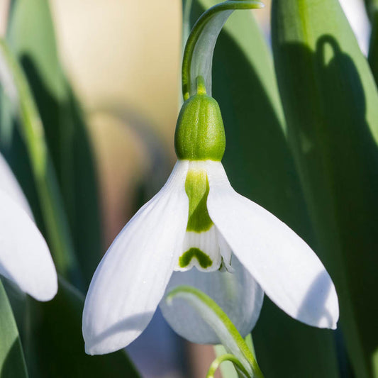 Nahaufnahme eines Weijers Galanthus elw. 'Snow Fox' Schneeglöckchen, das seine zarten weißen Blütenblätter mit grüner Zeichnung und den Stiel zeigt. Diese zarte weiße Blume hebt sich als Schattenschatz zwischen den verschwommenen grünen Blättern im Hintergrund ab.