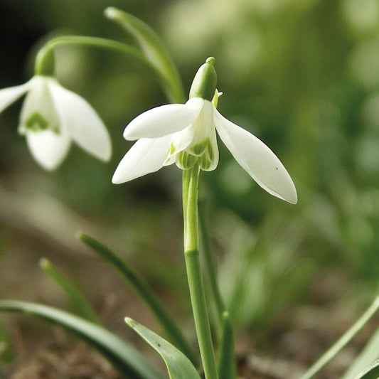 Nahaufnahme eines Weijers Galanthus nivalis 'Ikariae' Schneeglöckchen, das seine zarten weißen Blütenblätter mit grüner Zeichnung zeigt. Im unscharfen Hintergrund blüht ein weiteres Schneeglöckchen. Blütezeit: Januar bis April.