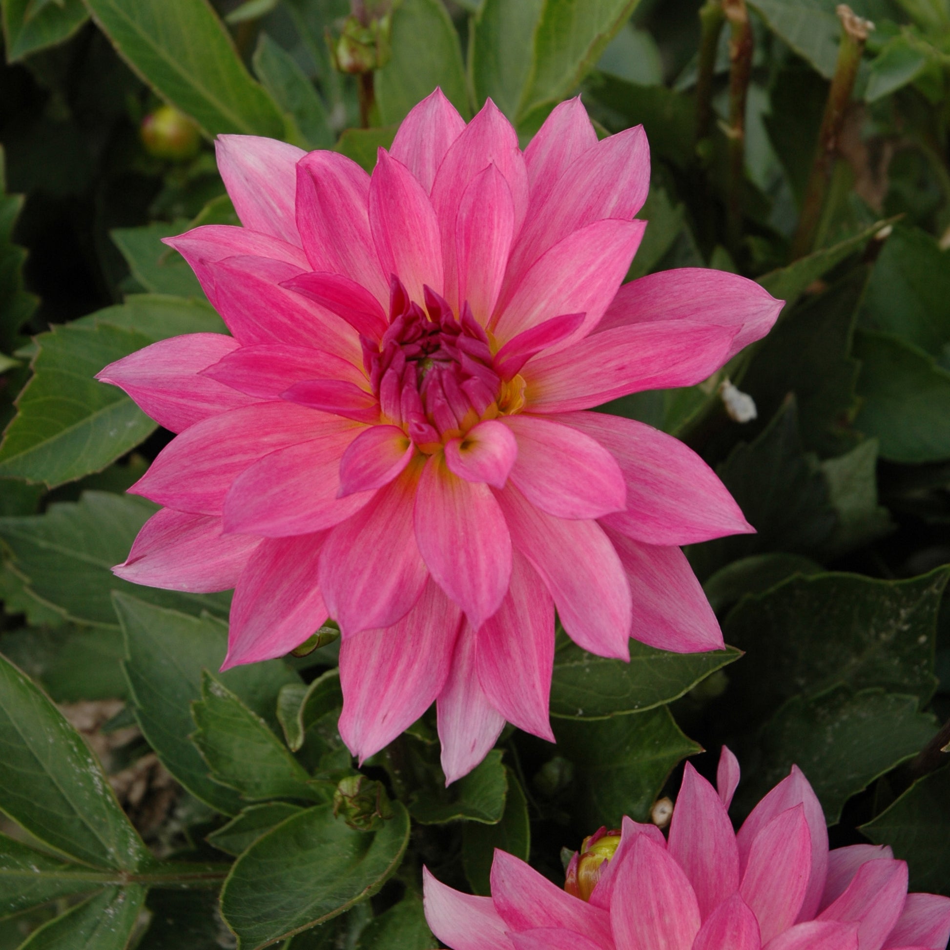 Eine leuchtend rosafarbene Dahlie 'Gallery Renoir' Dekorative Dahlie von Weijers blüht zwischen grünen Blättern, mit einer weiteren, teilweise sichtbaren Dahlie unten rechts auf dem Bild.