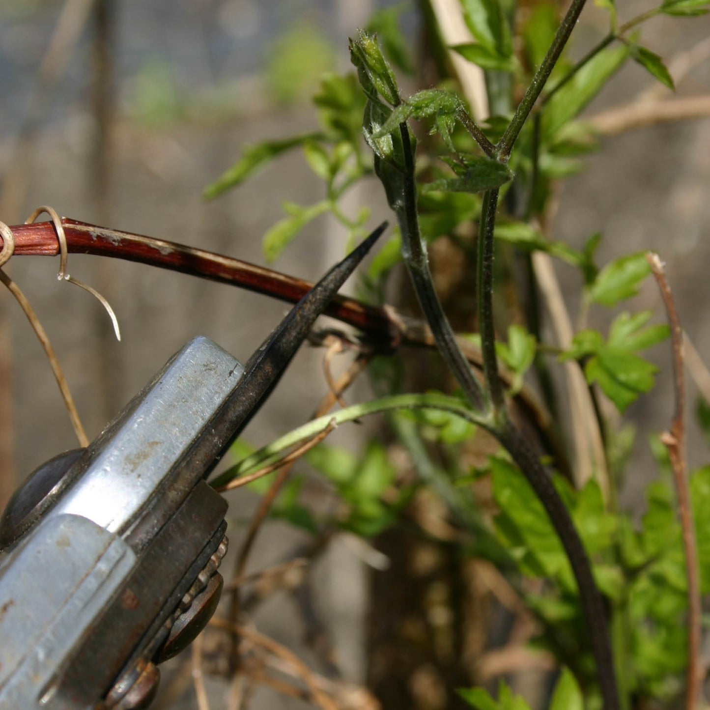 Eine Nahaufnahme zeigt eine Gartenschere im Einsatz mit grünen Blättern und veranschaulicht die Gehölzschnitttechniken, die in der Luciano Lim "Do. 29.01.2026 | 11.00-13.00 WORKSHOP Gehölzschnitt" für die richtige Pflanzenpflege in der Baumschule vermittelt werden.