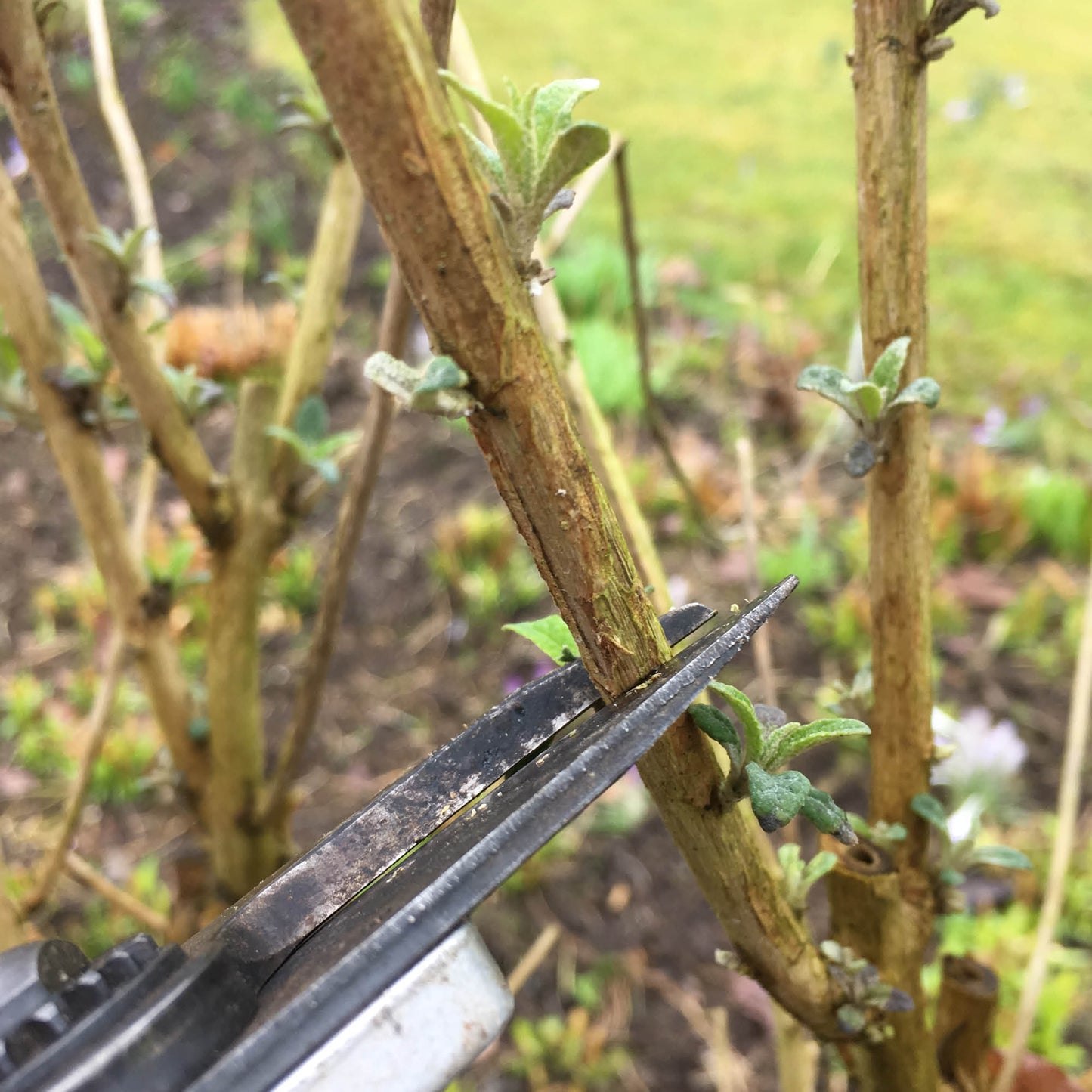 Eine Nahaufnahme zeigt, wie eine Gartenschere einen verholzten Stängel mit Präzision beschneidet - ein Beispiel für Techniken, die im Luciano Lim WORKSHOP Gehölzschnitt, Do. 29.01.2026 | 11.00-13.00 Uhr; im Hintergrund sind weitere Stämme und unscharfes Gras zu sehen.