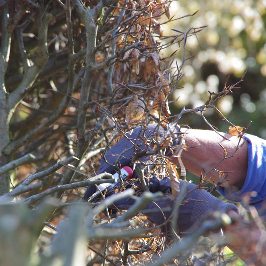 Im Luciano Lim Do. 29.01.2026 | 11.00-13.00 WORKSHOP Gehölzschnitt schneidet ein Teilnehmer mit Handschuhen einen dichten, dornigen Busch mit trockenen Blättern im Freien bei hellem Sonnenlicht.