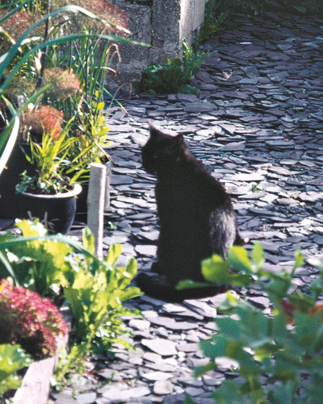 Eine schwarze Katze auf einem Steinweg inmitten von Grünpflanzen inspiriert zur Beetgestaltung - holen Sie sich praktische Ideen bei Dr. Isabelle Van Groeningen's MASTER CLASS "Gestalten Sie Ihr eigenes Beet" (Do. 19.-Fr. 20.03.2026, 10:00-16:30).
