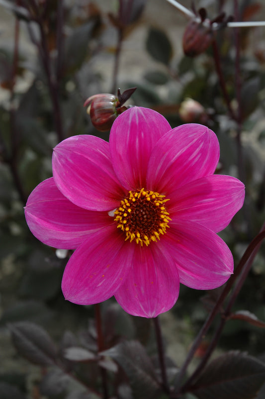 Eine Nahaufnahme der insektenfreundlichen Blüte der Weijers Dahlia 'HS Juliet' Einfache Dahlie, einer leuchtend pinken Blume mit gelber Mitte, vor unscharfem dunkelgrünem Laub und geschlossenen Knospen.