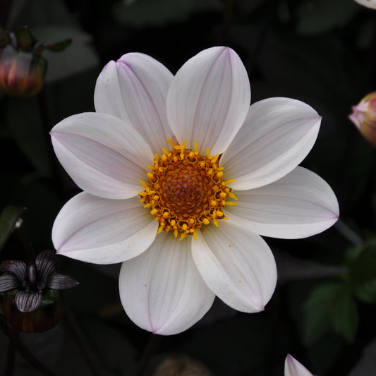 Die Dahlia 'HS Princess' Einfache Dahlie von Weijers zeichnet sich durch acht weiße Blütenblätter und eine gelb-orangefarbene Mitte aus, die sich von dunkelgrünen Blättern abhebt - eine insektenfreundliche Blüte, die sich perfekt als Schnittblume für lebendige Sträuße eignet.