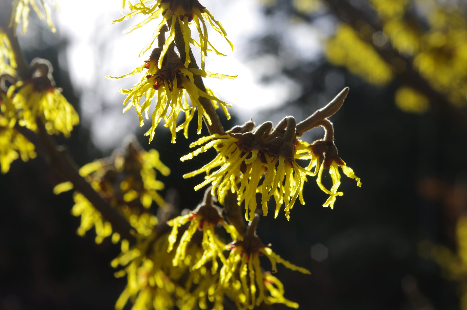 Nahaufnahme einer gelben Zaubernuss, die an einem Zweig blüht, hervorgehoben durch das Sonnenlicht, zu sehen in Astrid Torrens' WORKSHOP Sinnliche Düfte NEU (Di. 03.02.2026 | 10.00-12.00).