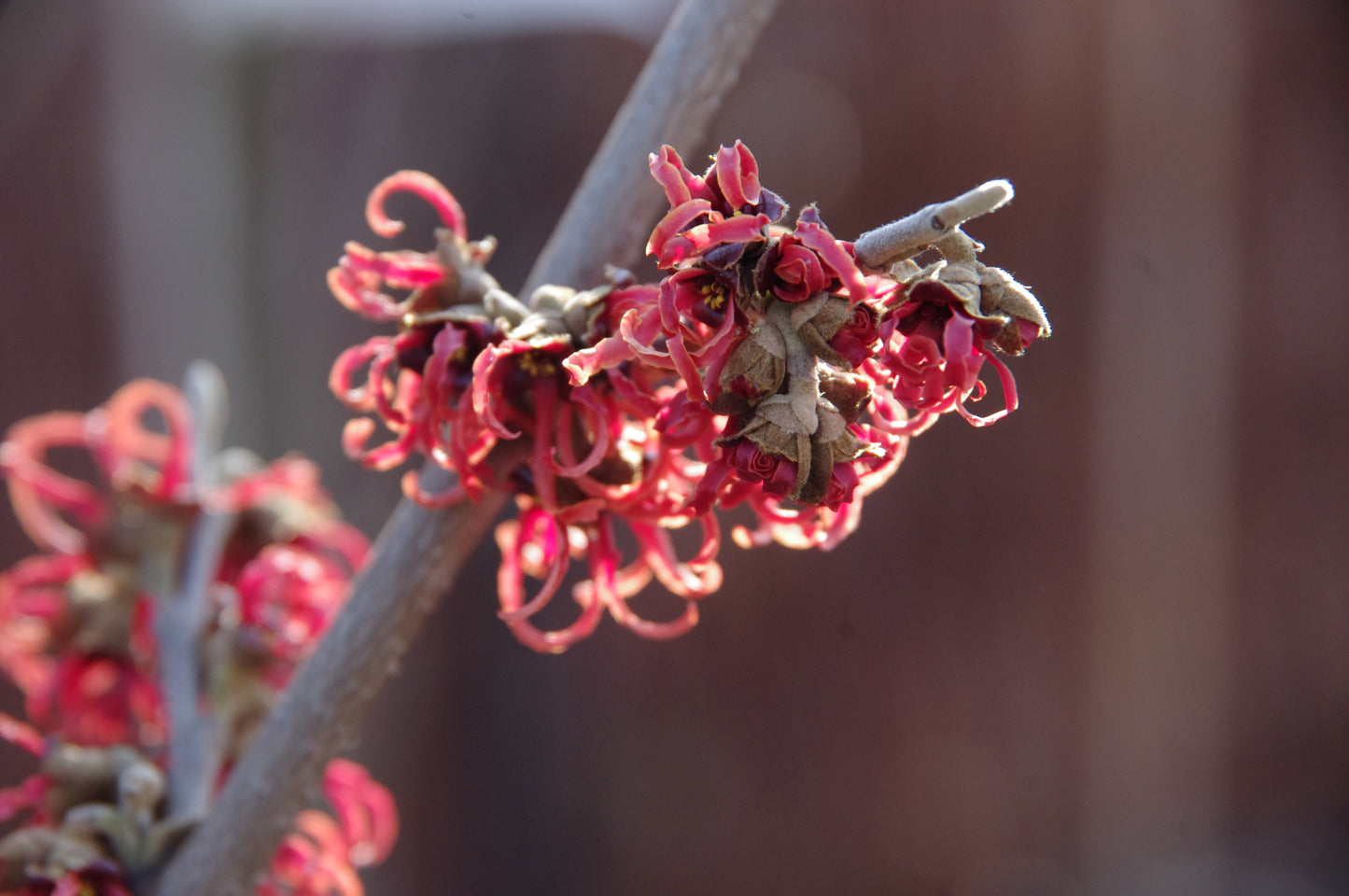 Eine Nahaufnahme eines Zaubernusszweigs mit lockigen roten Blüten - die perfekte Inspiration für den Astrid Torrens WORKSHOP Sinnliche Düfte NEU (Di. 03.02.2026 | 10-12 Uhr), der einzigartige Duftpflanzen vor einem sanften braunen Hintergrund in Szene setzt.