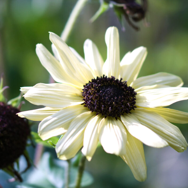Eine Nahaufnahme der Jora Dahl Helianthus debilis „Vanilla Ice“ Sonnenblume zeigt ihre hellgelben, elfenbeinfarbenen Blütenblätter und die dunkelbraune Mitte, eingebettet zwischen grünem Laub mit einem leicht verschwommenen Hintergrund.