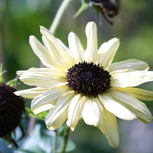 Eine Nahaufnahme der Jora Dahl Helianthus debilis „Vanilla Ice“ Sonnenblume zeigt ihre hellgelben, elfenbeinfarbenen Blütenblätter und die dunkelbraune Mitte, eingebettet zwischen grünem Laub mit einem leicht verschwommenen Hintergrund.