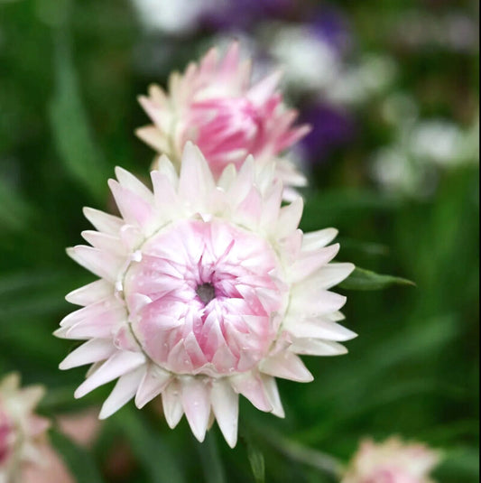 Eine Nahaufnahme von Jora Dahl – Helichrysum bracteatum „Silvery Rose“ (Strohblume) zeigt ihre zarten, blassrosa spitzen Blütenblätter mit Wassertropfen vor einem verschwommenen grünen Hintergrund mit Andeutungen anderer Blüten.