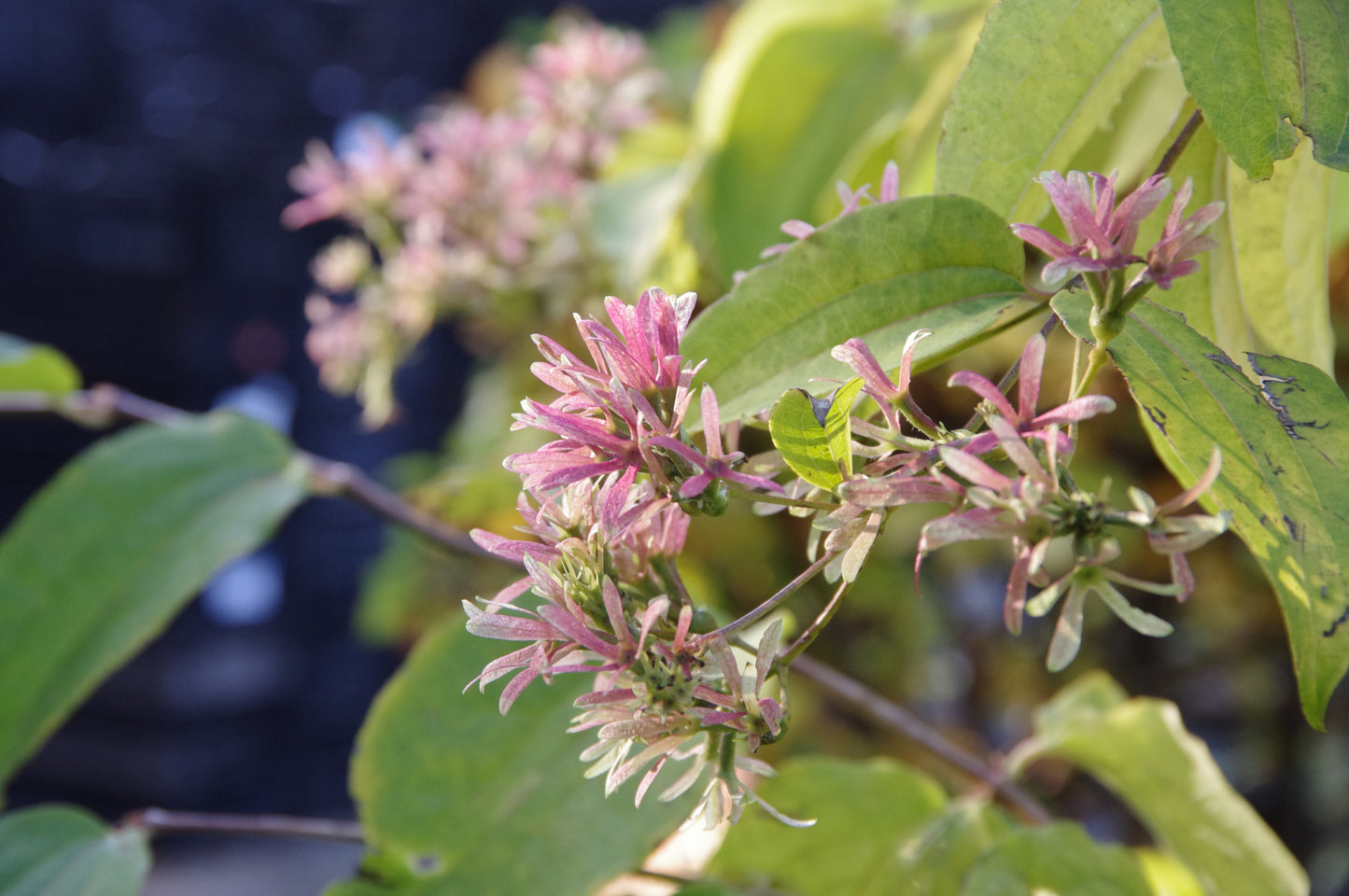 Nahaufnahme von rosa-violetten Blüten mit schmalen Blütenblättern auf einer grünen Blattpflanze, vorgestellt in Dr. Isabelle Van Groeningen's Kurs "Top 100: Beste Pflanzen für anspruchsvolle Standorte" am Sa. 21.02.2026, 10-13 Uhr - frisch und farbenfroh beleuchtet.