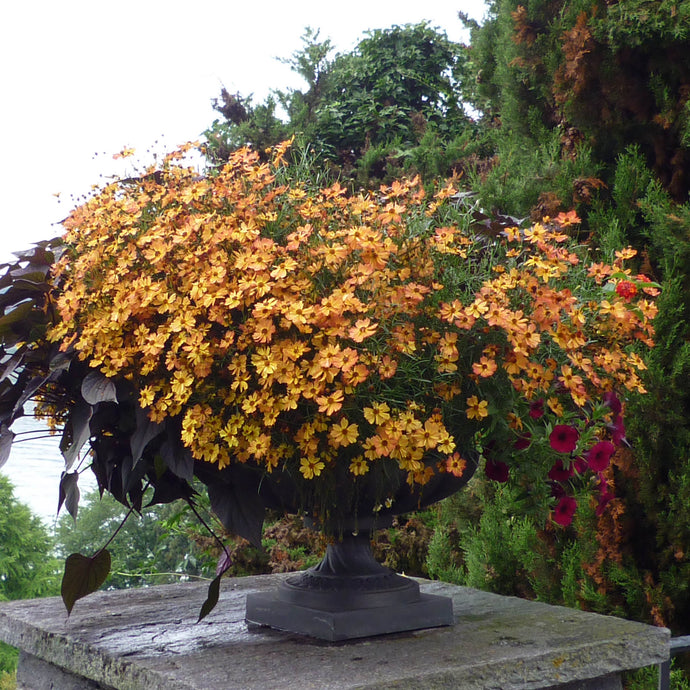 Di. 07.10.2025 | 10.00 – 12.00 WORKSHOP – Der Balkon im Herbst und Winter – Thea Carlin