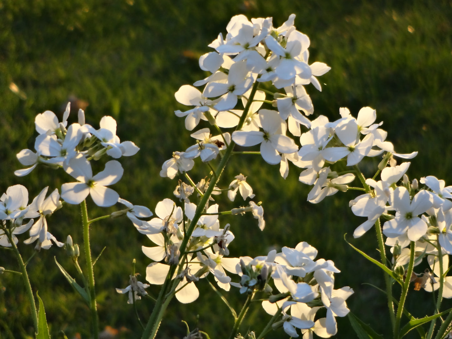 Weiße Blüten mit zarten Blütenblättern leuchten an grünen Stängeln in der Sonne und erfüllen die Luft mit wohlriechenden Düften - perfekt für Astrid Torrens' Di. 03.02.2026 | 10.00-12.00 WORKSHOP Sinnliche Düfte NEU und alle Garten-Workshop-Begeisterten.