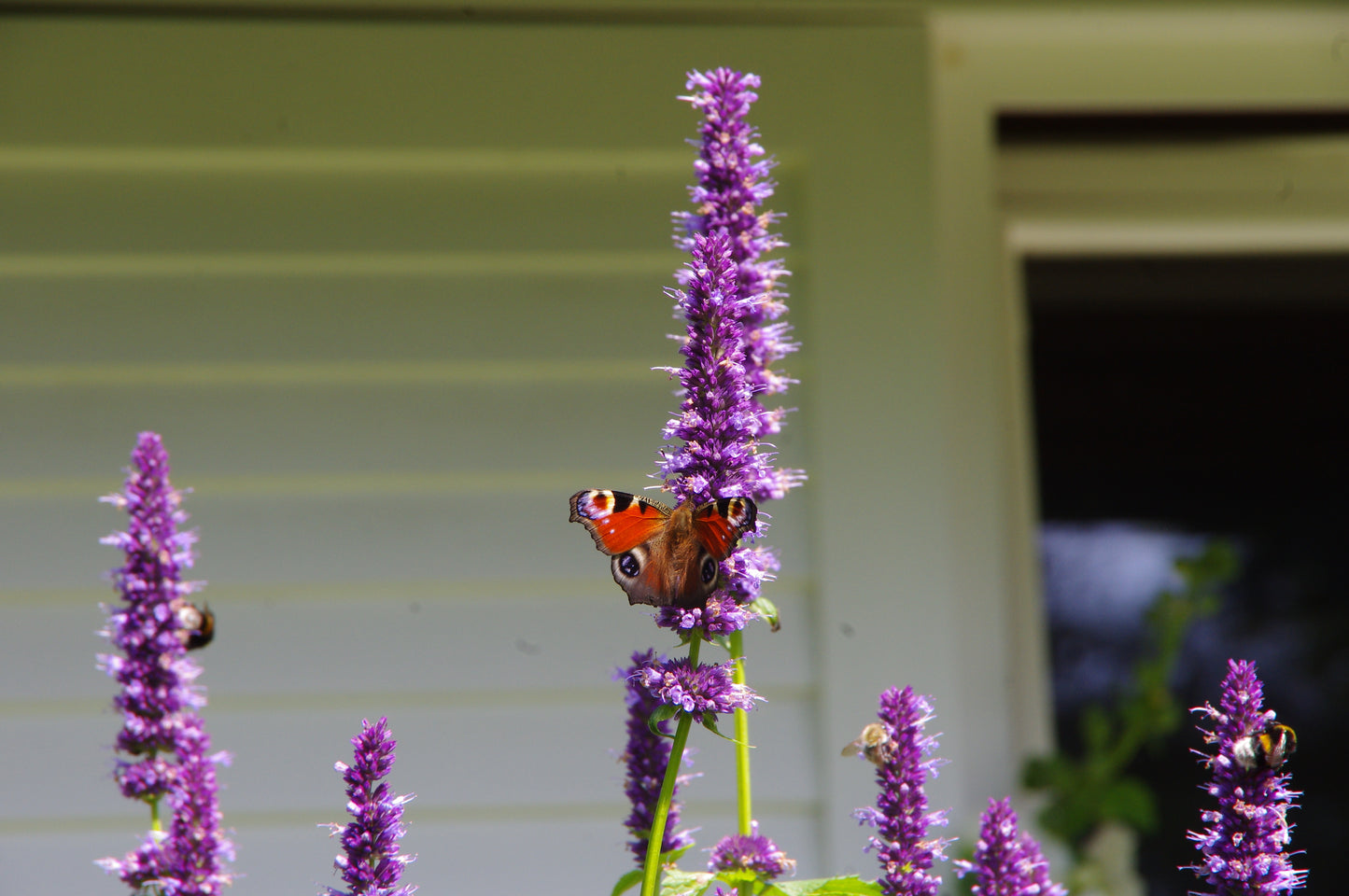 Ein Schmetterling mit bunten Flügeln sitzt auf einer hohen lila Blume - eine der Top 100: Beste Pflanzen für anspruchsvolle Standorte aus dem Halbtageskurs von Dr. Isabelle Van Groeningen - inmitten von grünen Blättern, summenden Bienen und einem sanft verschwommenen Haus im Hintergrund.