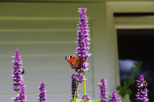 Ein Schmetterling mit bunten Flügeln sitzt auf einer hohen lila Blume - eine der Top 100: Beste Pflanzen für anspruchsvolle Standorte aus dem Halbtageskurs von Dr. Isabelle Van Groeningen - inmitten von grünen Blättern, summenden Bienen und einem sanft verschwommenen Haus im Hintergrund.