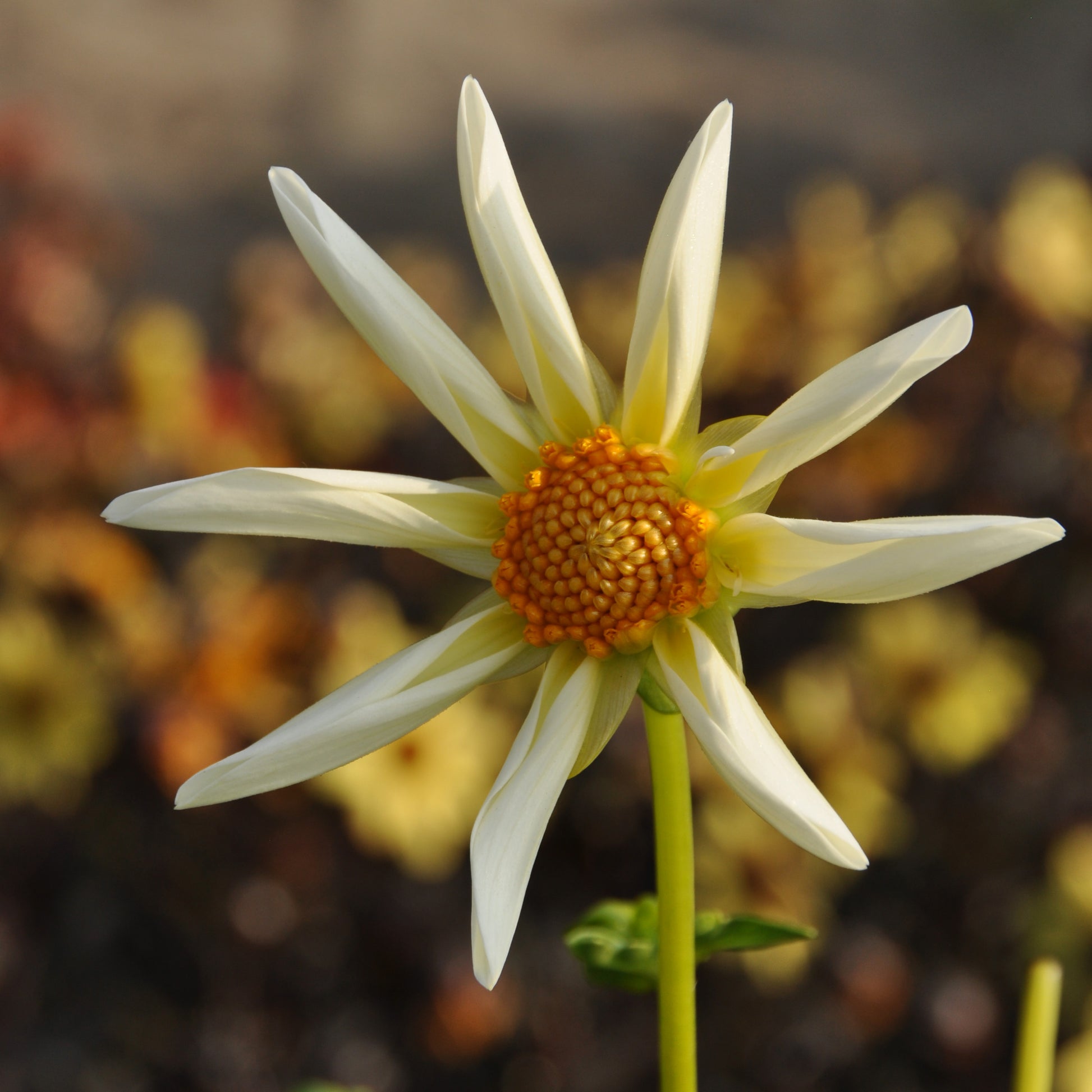 Eine Nahaufnahme der Dahlie 'Honka' Sterndahlie von Weijers hebt ihre cremefarbenen Blütenblätter mit spitzen Spitzen und orange-gelber Mitte vor einem sanft verschwommenen Gartenhintergrund aus grünem und braunem Laub hervor.