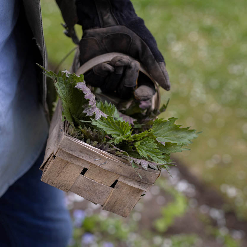 Beim "Das Gartenjahr-Monat für Monat" Halbtageskurs (Fr. 13.02.2026, 13-16 Uhr) von Horst Mager trägt jemand Handschuhe und hält draußen ein Körbchen mit frisch gepflückten Brennnesseln im grünen Gras.