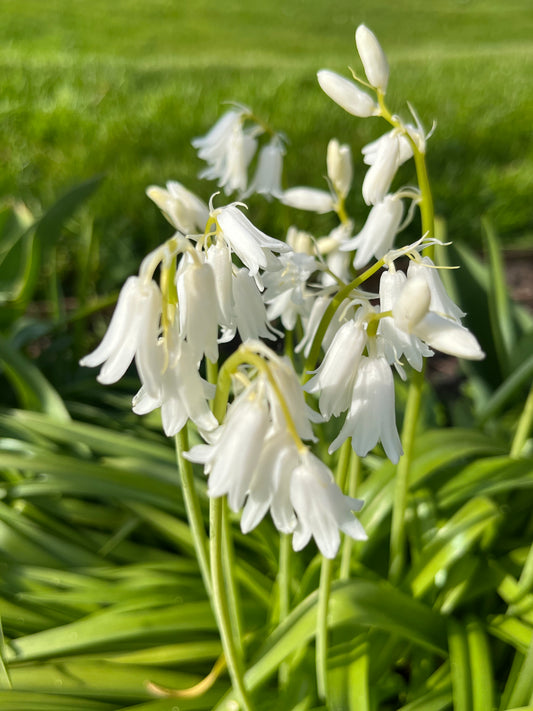 Nahaufnahme der Weijers Hyacinthoides his. 'Alba Maxima' Hyazinthe mit zarter weißer Blüte und schlanken grünen Stielen, fotografiert zwischen April und Mai vor unscharfem Hintergrund aus Gras und Laub.