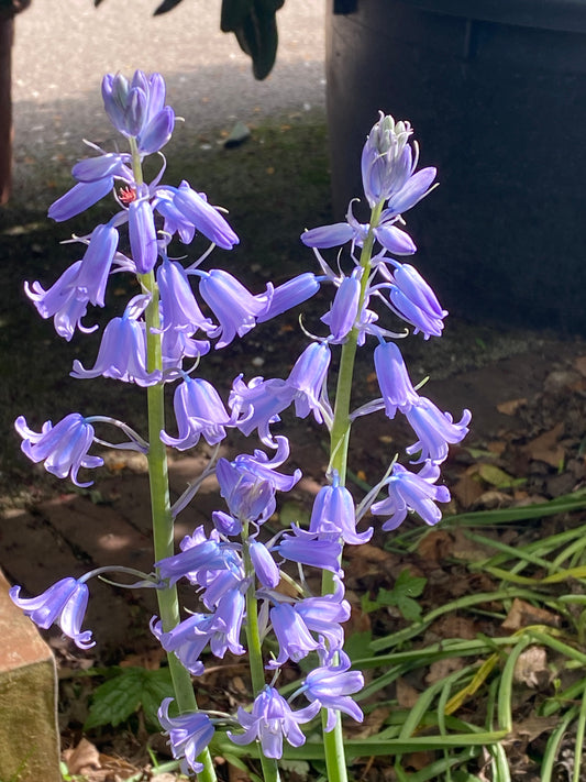 Zwei hohe Stängel von Hyacinthoides his. Hyazinthe 'Excelsior' von Weijers blühen zwischen grünen und braunen Blättern, Ziegeln und einem dunklen Gefäß. Ihre Blütezeit im April und Mai bringt auffallende Farbe in die Gartenszene.