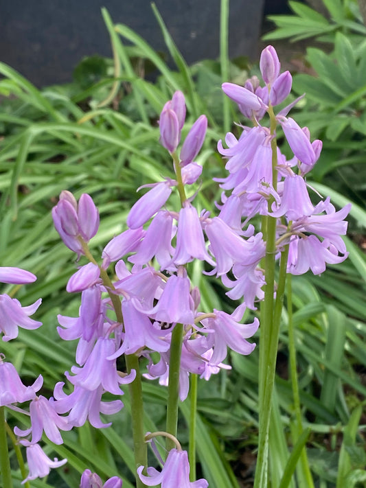 Büschel von Weijers Hyacinthoides his. Rose Queen Hyazinthe zeigen anmutige, glockenförmige rosa Blüten und schlanke grüne Blätter, die Ihrem Garten von April bis Mai lebendige Farben verleihen.